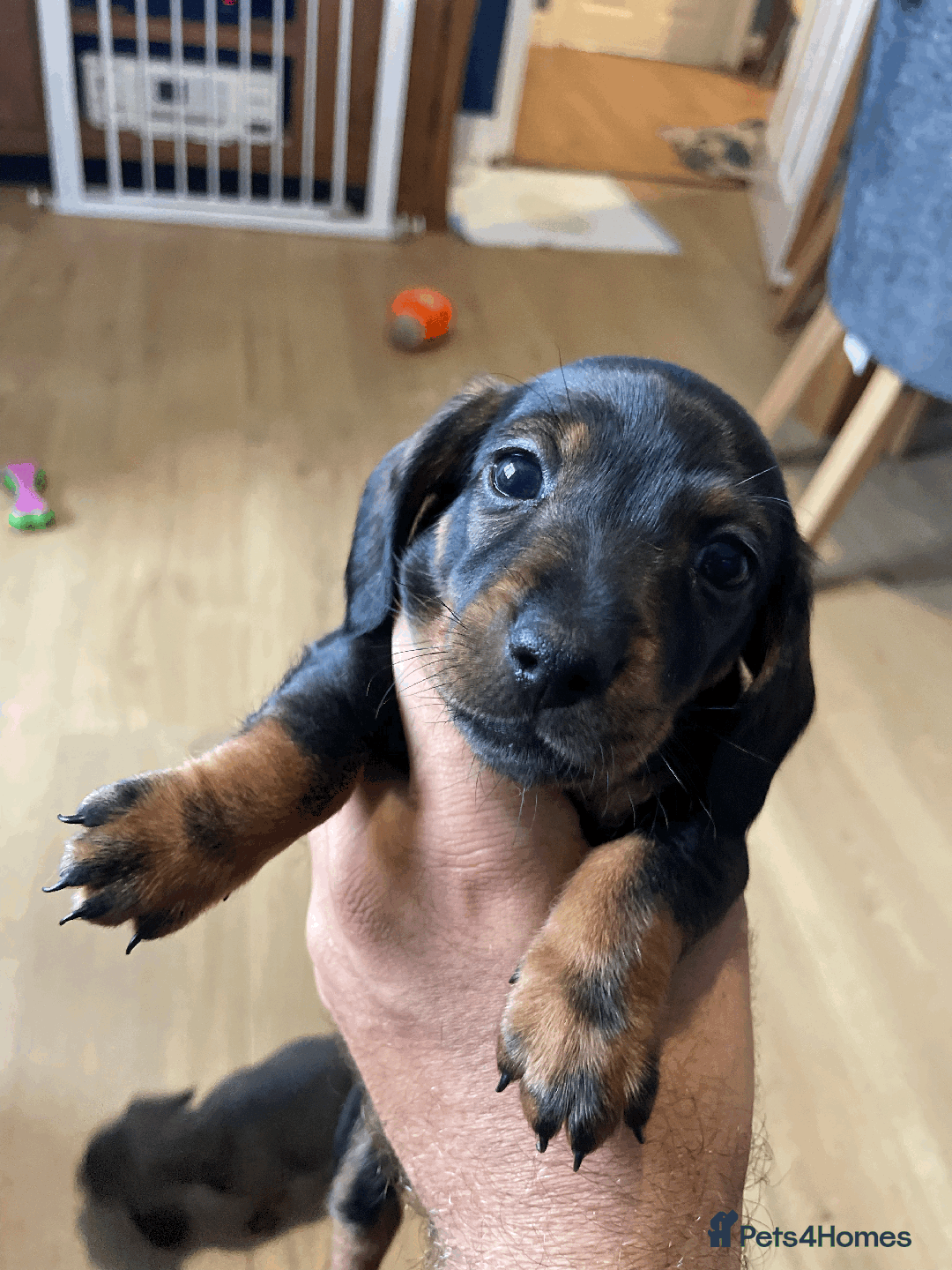 Miniature Dachshund dogs for sale: 🧬 🐶 Beautiful miniature dachshunds 🐶 🧬  - Image 6