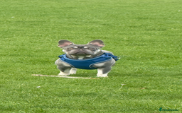 French Bulldog dogs for stud: French bulldog male stud  - Advert 12