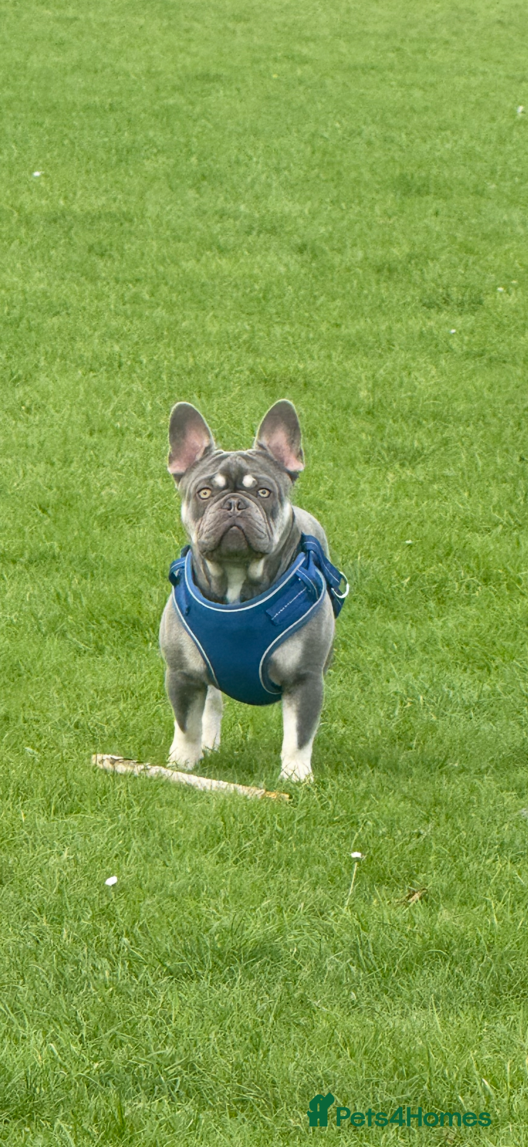 French Bulldog dogs for stud: French bulldog male stud  - Advert 12
