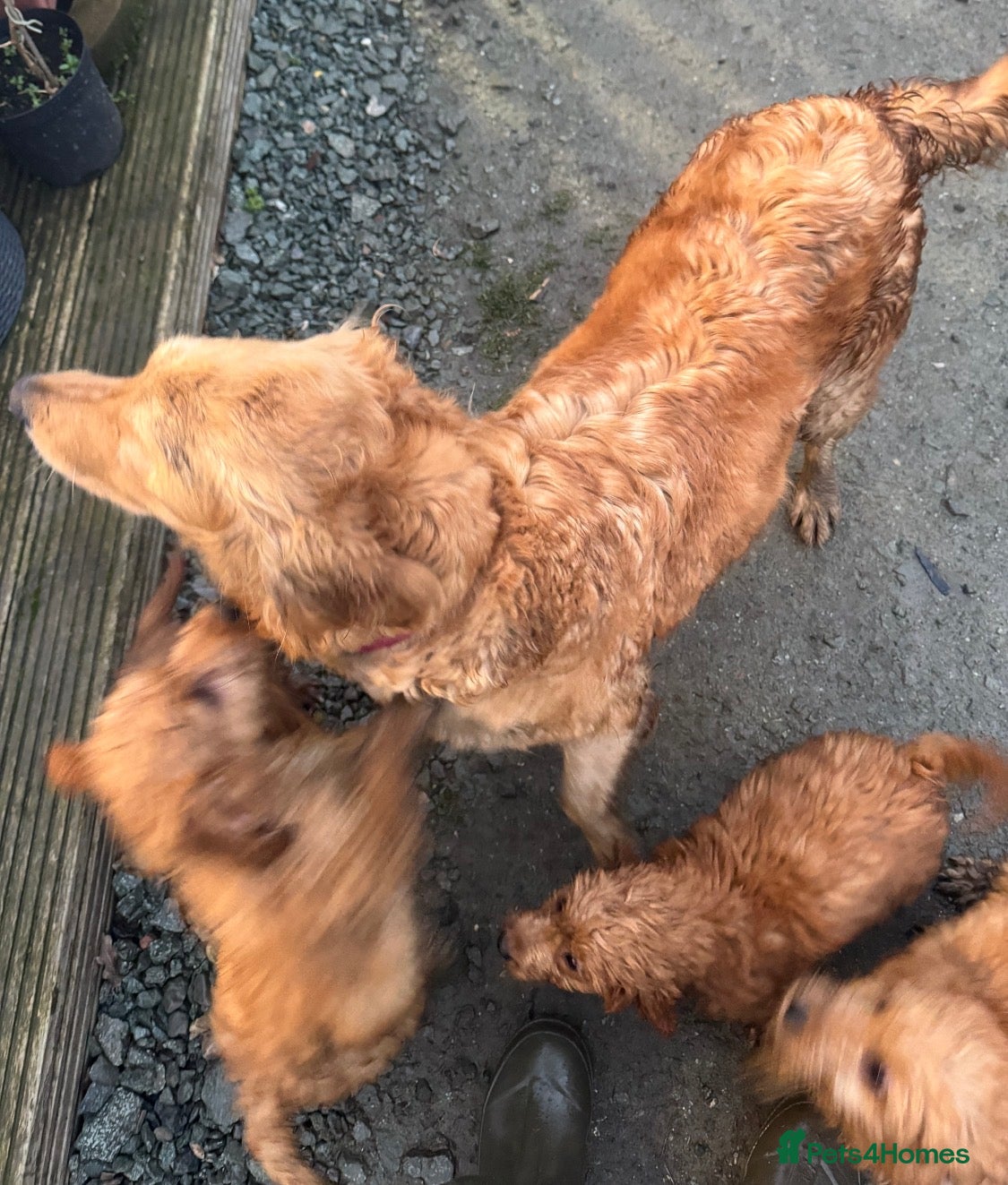 Mini Goldendoodle dogs Healthy confident stunning puppies - Advert 1