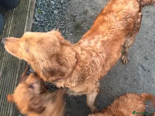 Mini Goldendoodle dogs Healthy confident stunning puppies - Advert 1