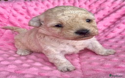 Poochon dogs for sale: Toy Poochon girl  - Image 2