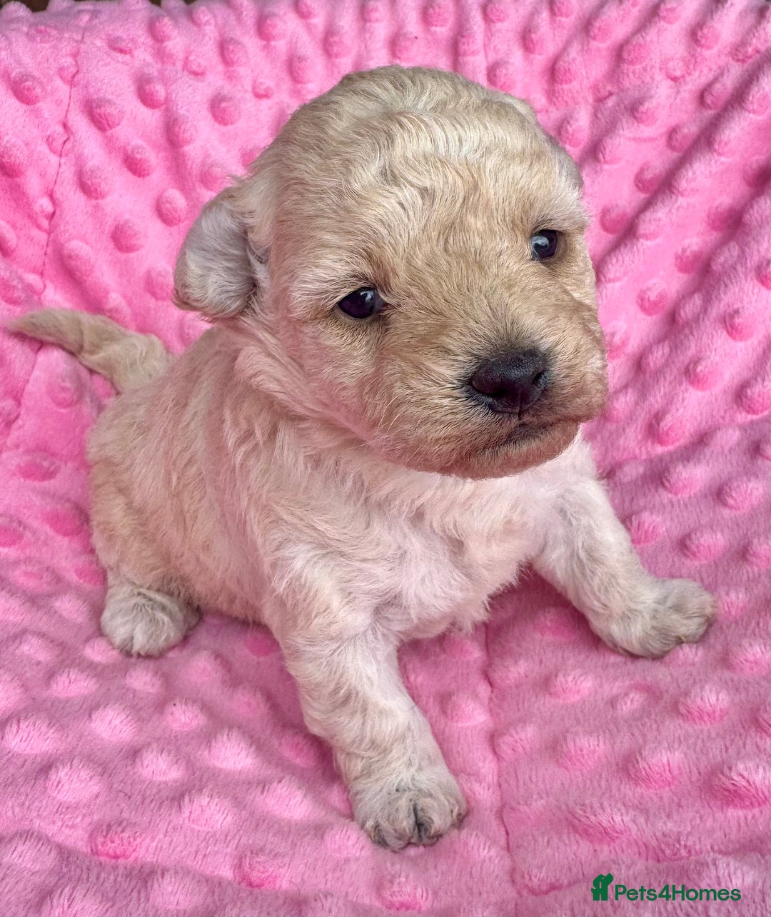 Poochon dogs for sale: Toy Poochon girl  - Image 2