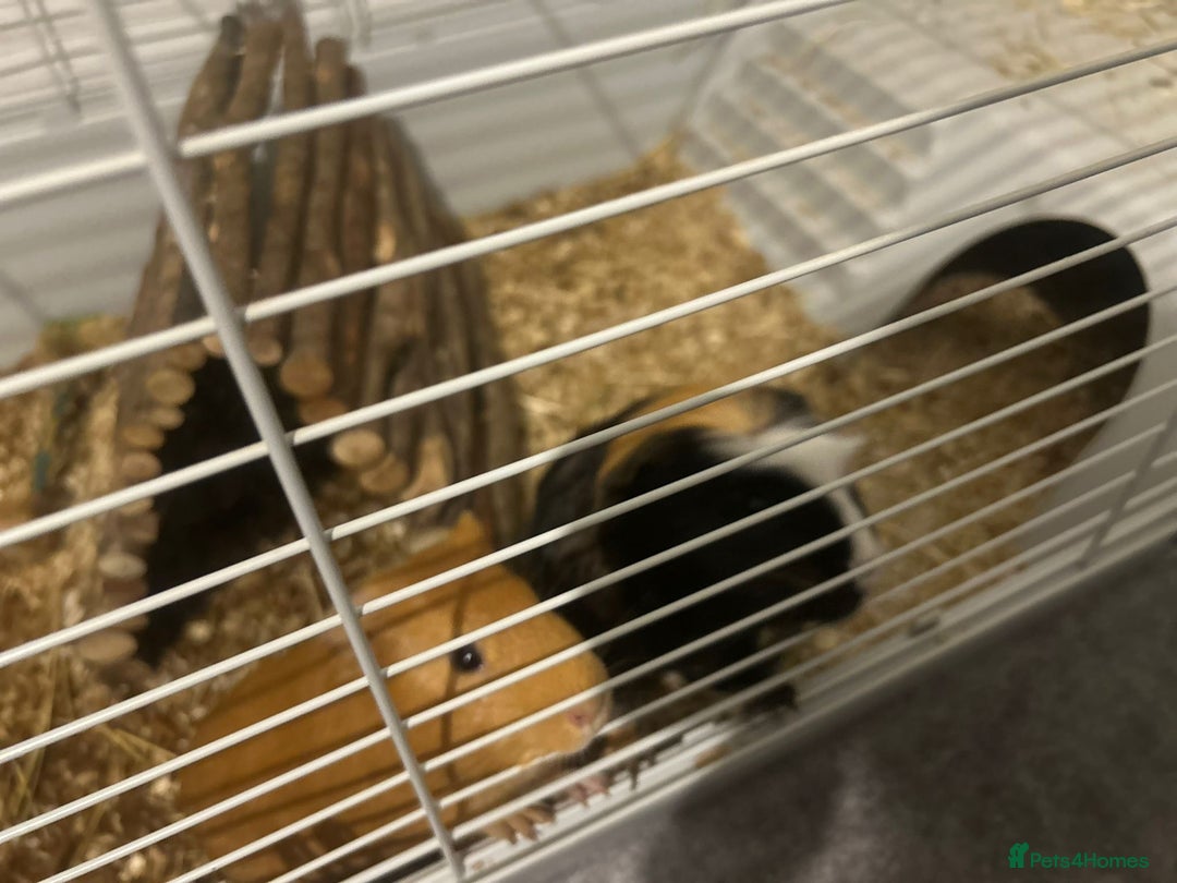 Guinea Pig rodents for sale: 2 friendly gorgeous male Guineas  - Image 2