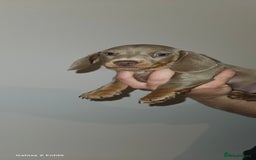 Miniature Dachshund dogs for sale: Silver and Tan Miniature Dachshunds  - Image 17