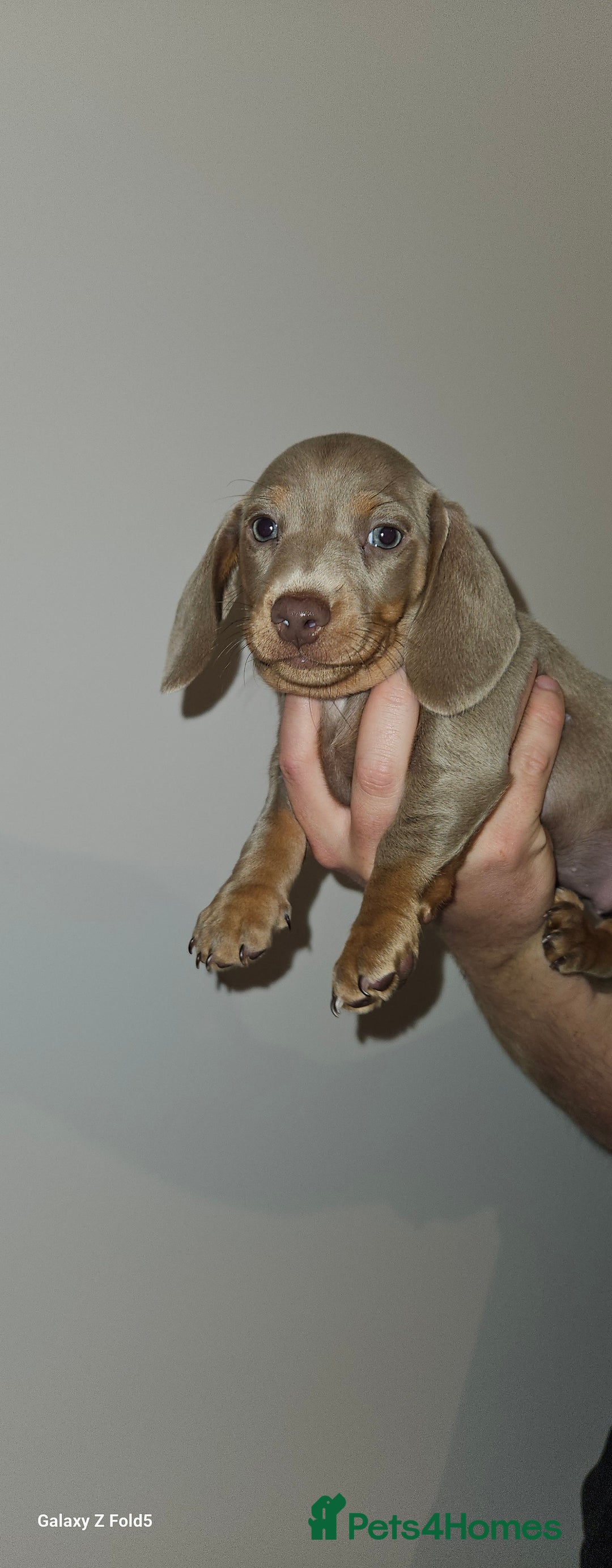 Miniature Dachshund dogs for sale: Silver and Tan Miniature Dachshunds  - Image 17