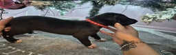 Mixed Breed dogs for sale: Gray bull hounds  - Advert 2