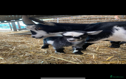 Goats livestock for sale: Pygmy goat wether kids - Image 2