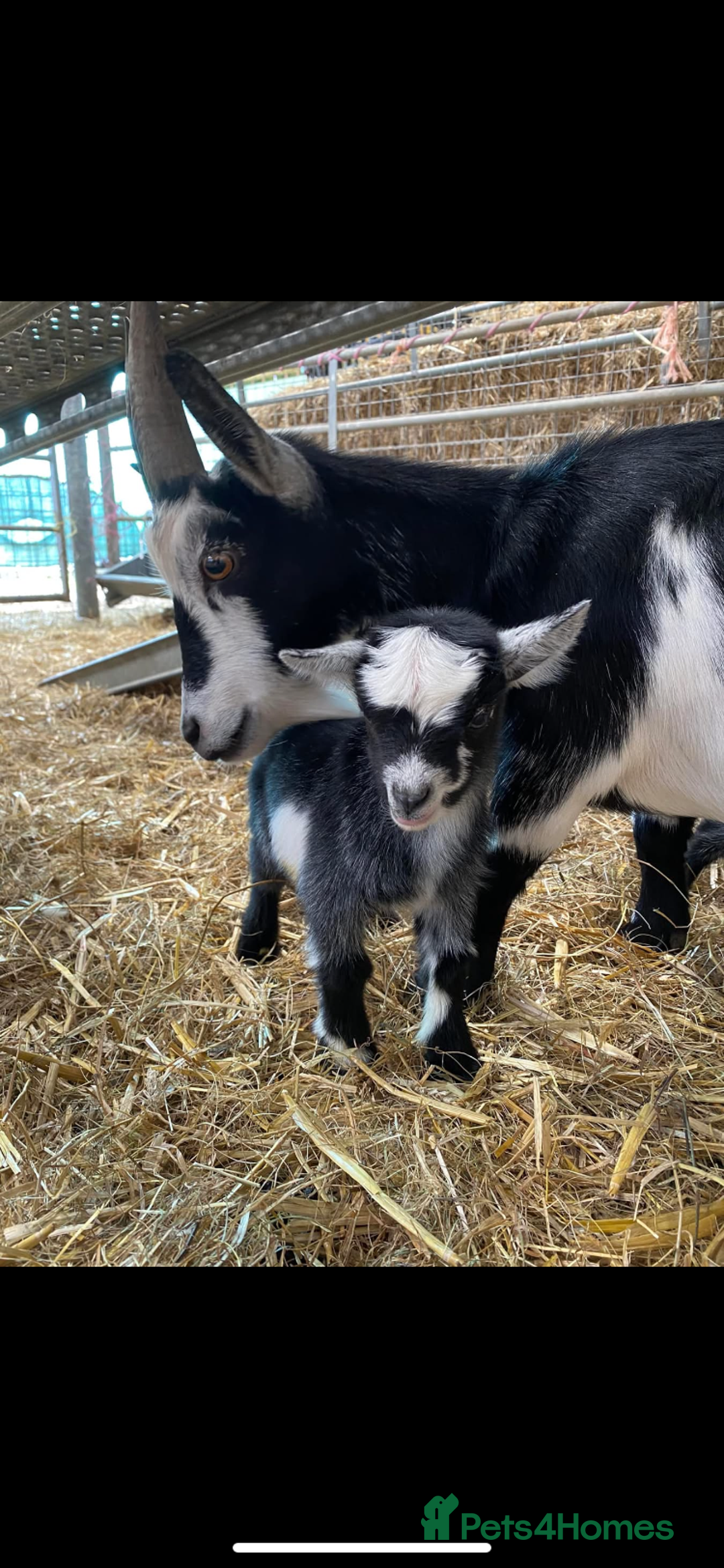 Goats livestock for sale: Pygmy goat wether kids - Image 2