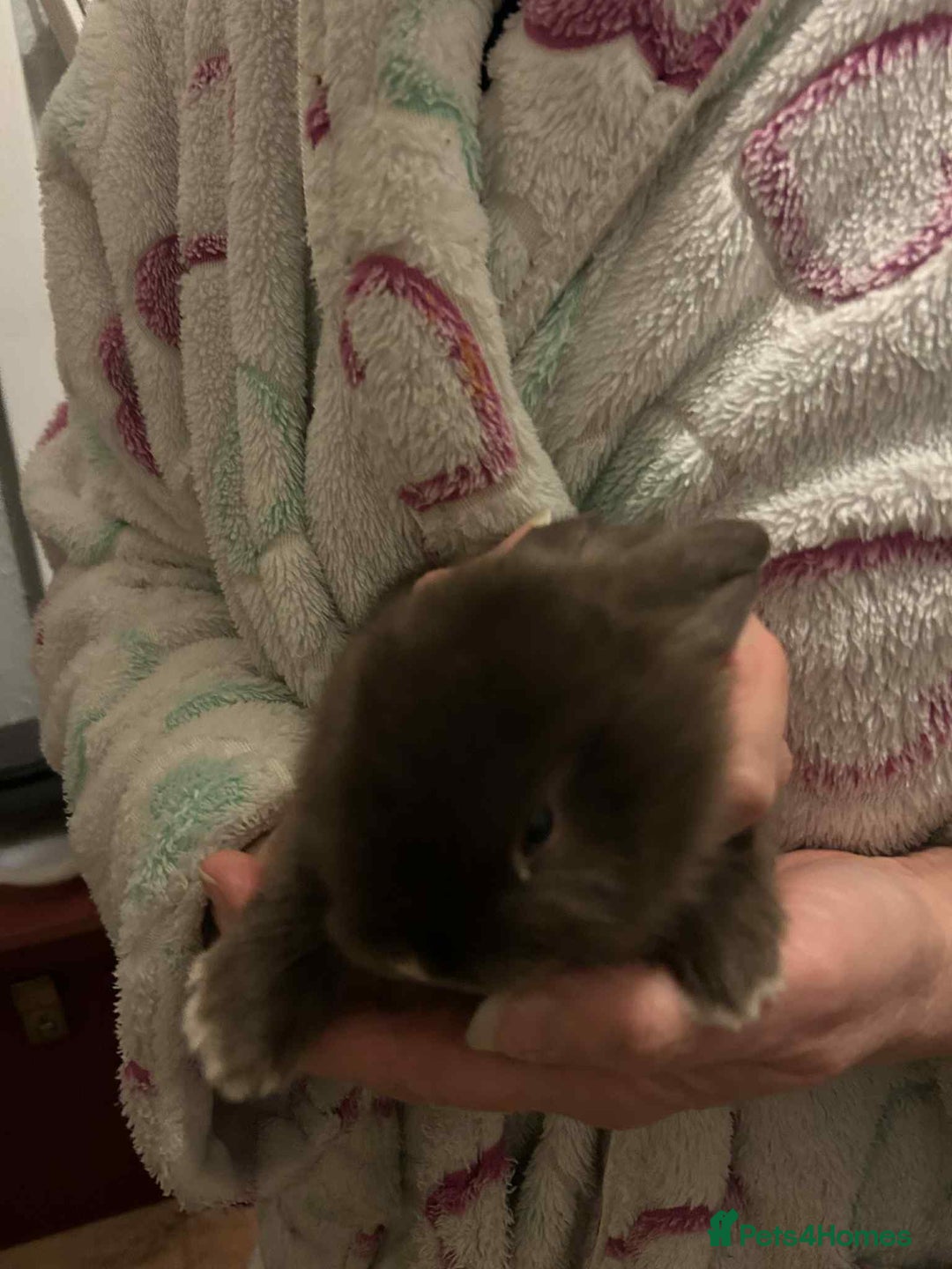 Mini Lop rabbits for sale: Beautiful chocolate brown rabbits - Advert 4