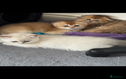 Scottish Fold cats for sale: purebred kittens Gold Scottish Fold Chinchilla - Image 10