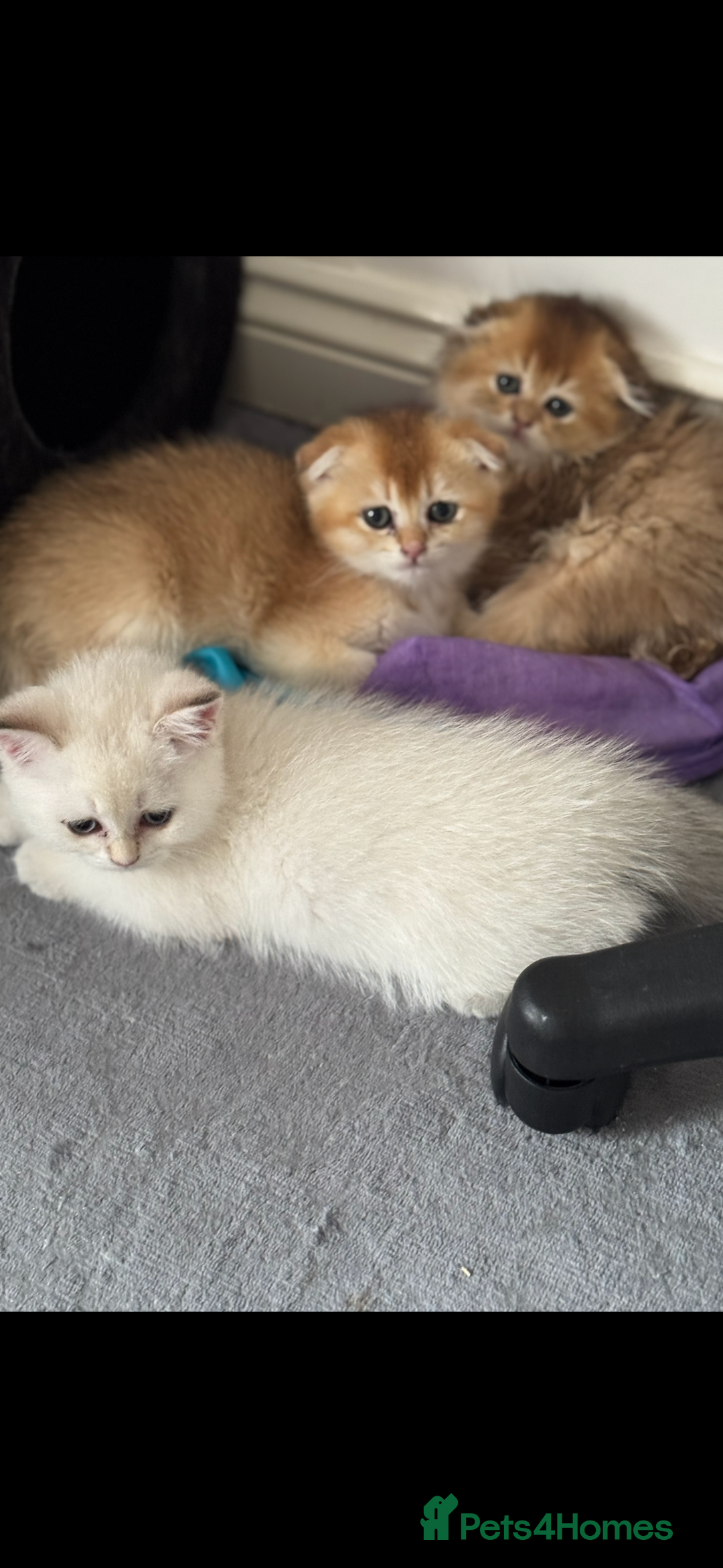 Scottish Fold cats for sale: purebred kittens Gold Scottish Fold Chinchilla - Image 10