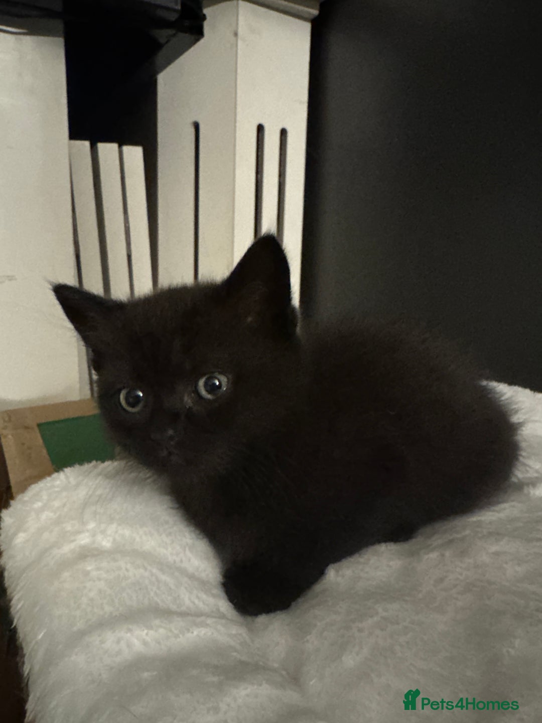 British Shorthair cats for sale: 2 Outstanding BSHLitter Chinchilla &Classic Lines) - Advert 10