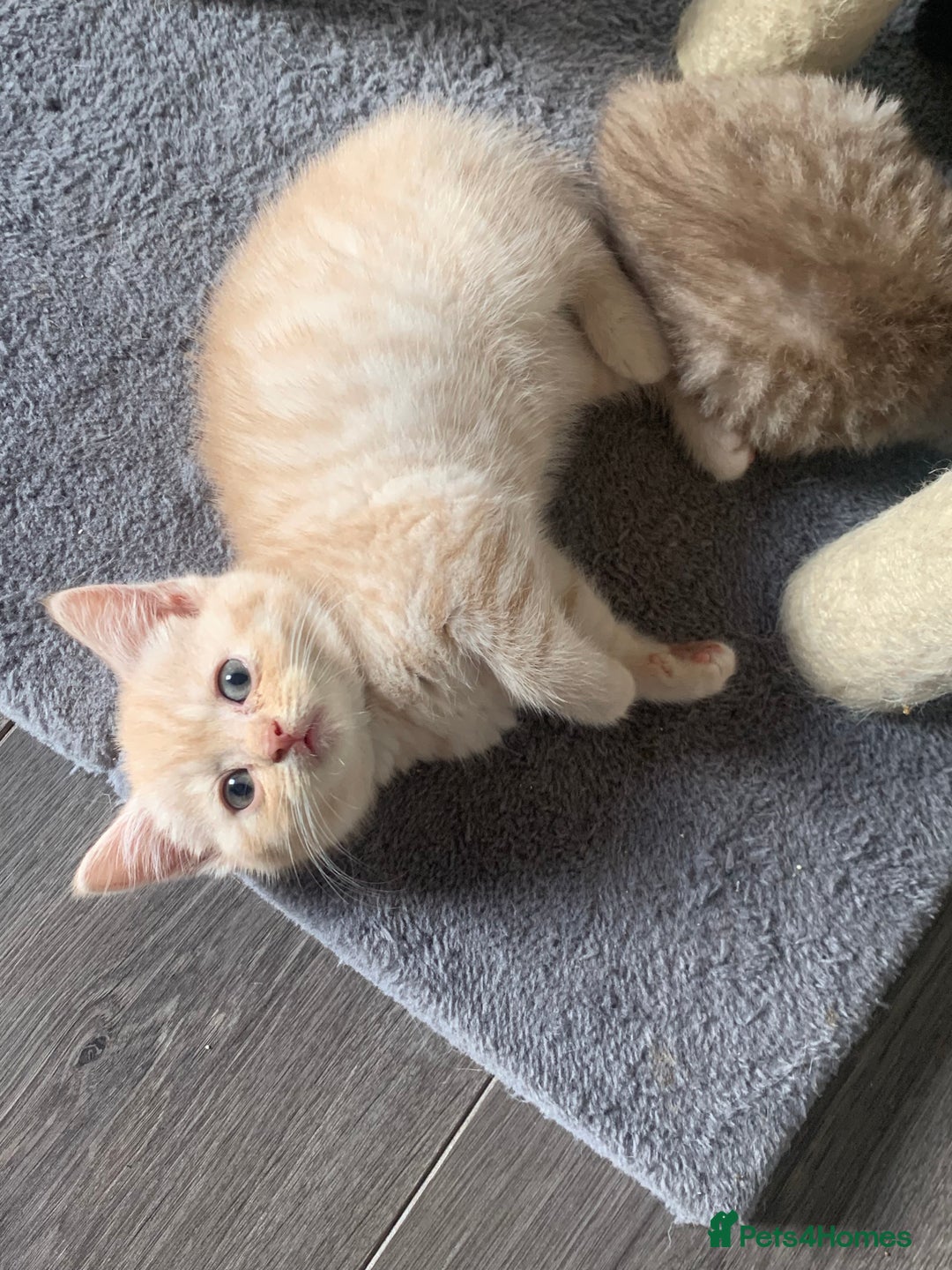 British Shorthair cats for sale: British shorthair kittens  - Image 7