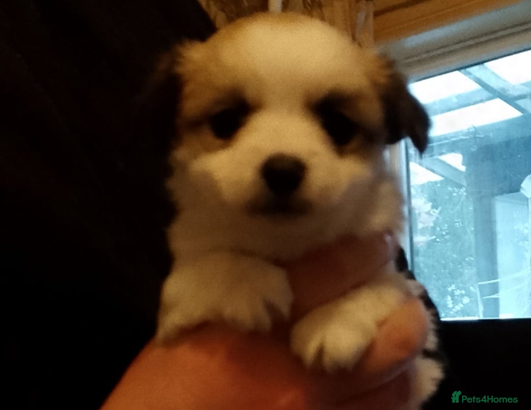 Chihuahua dogs for sale:  Chihuahua puppies can be seen with mum and dad  - Advert 4