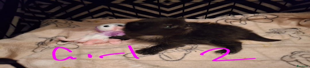 Mixed Breed Kitten 2