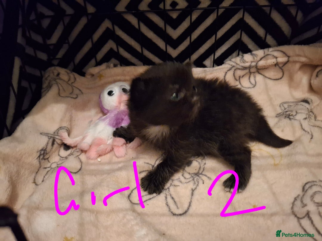 Mixed Breed cats for sale: Mix breed - Image 8