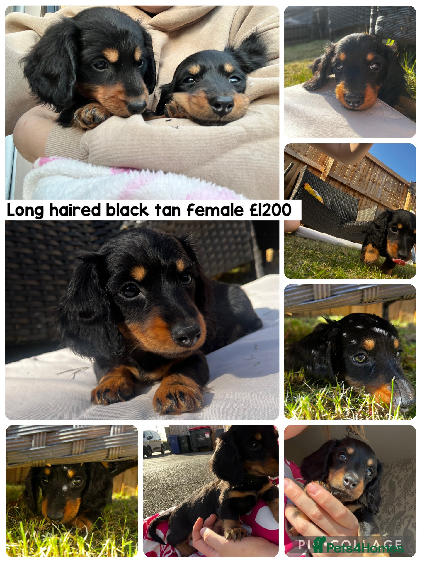 Miniature Dachshund dogs READY NOW Mini dachshund long haired black tan  - Advert 14