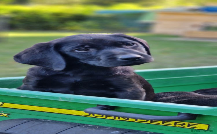 Labrador Retriever dogs - Advert 11