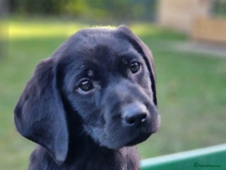 Labrador Retriever dogs - Advert 36