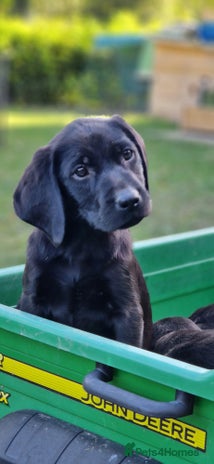 Labrador Retriever dogs - Advert 7
