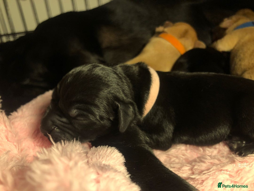 Labrador Retriever dogs for sale: Stunning Pure Labrador retriever puppies - Image 7