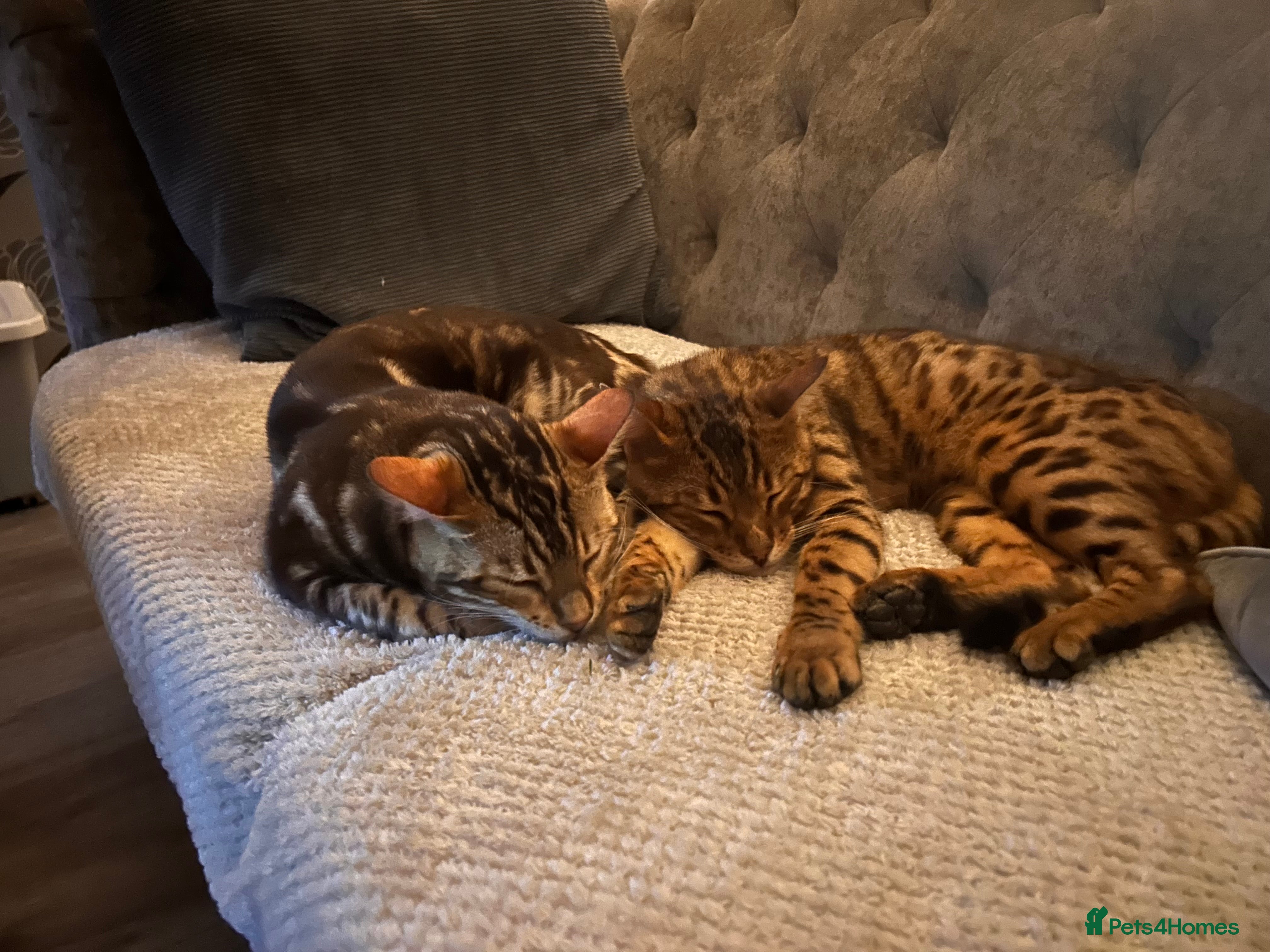 Bengal cats 🌿Loving Bengal Brothers 🐾 - Advert 3