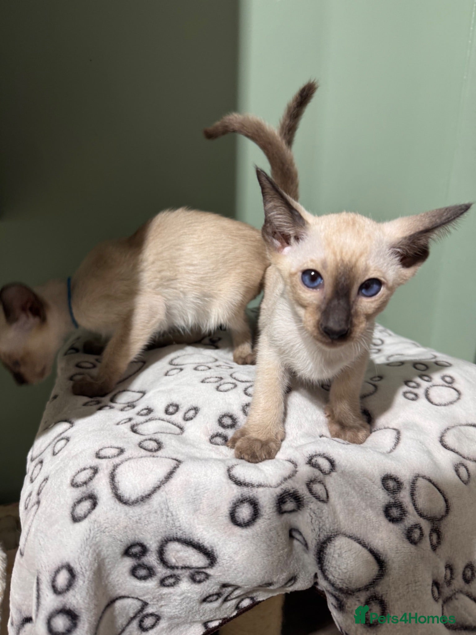 Siamese cats 4 new style Siamese kittens available  - Advert 2