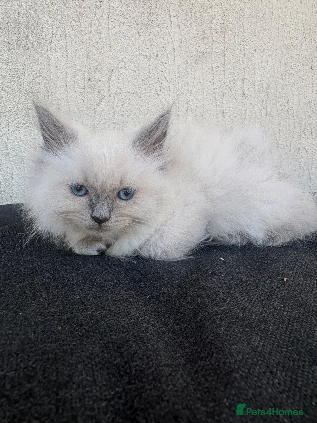 Ragdoll cats for sale: Pure ragdoll kittens  - Advert 2