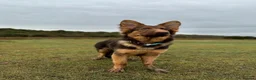 German Shepherd dogs for sale: German shepherd male 2 years old  - Advert 8