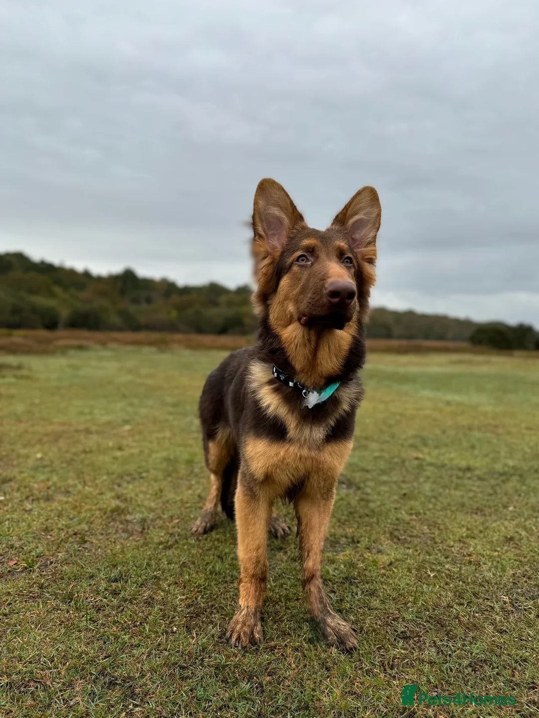 German Shepherd dogs for sale: German shepherd male 2 years old  - Advert 8