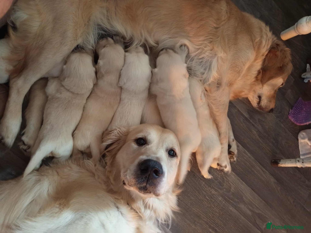 Golden Retriever dogs for sale: Golden Retriever Puppies - Mum & Dad family pets - Image 16