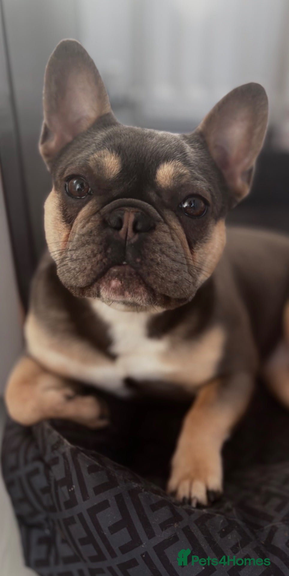 French Bulldog dogs French bulldog (Tiny)  - Advert 1
