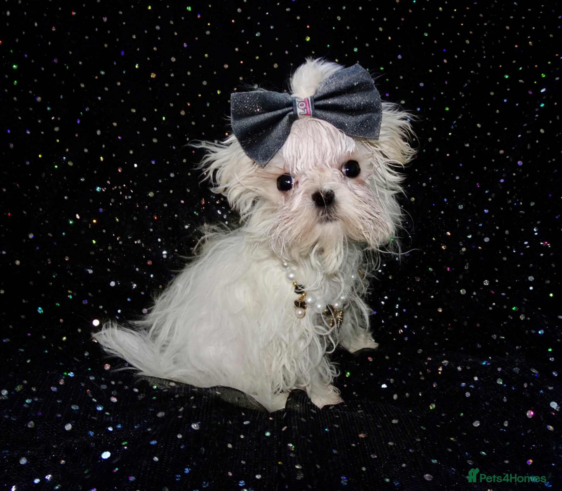 Maltese dogs ****Exquisite KC Registered Maltese Boy Puppy****  - Advert 3