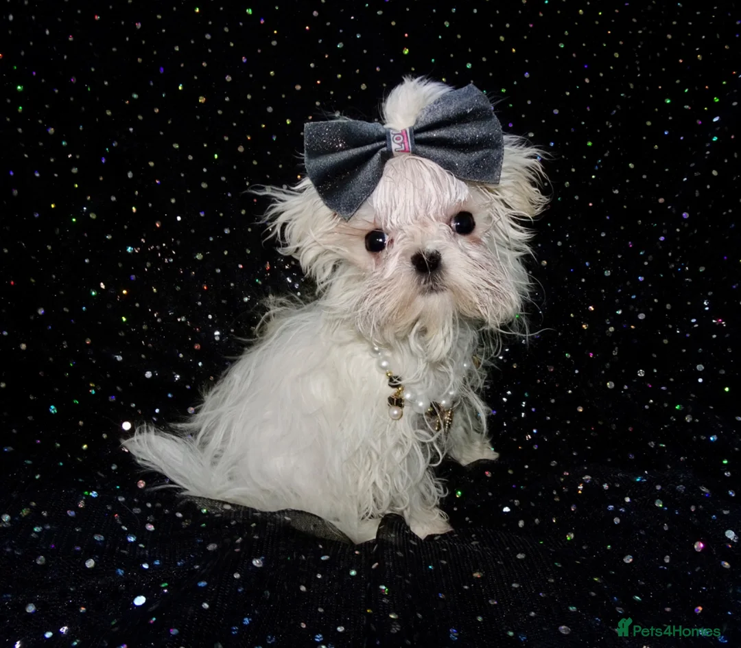 Maltese dogs for sale: ****Exquisite KC Registered Maltese Boy Puppy****  - Advert 1