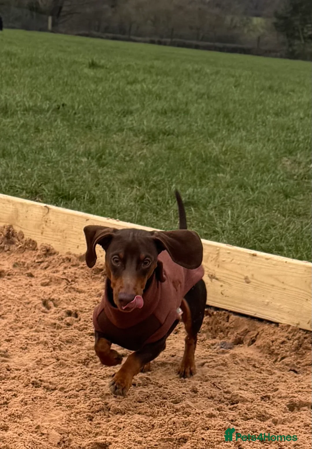 Dachshund dogs for stud: My beautiful bear❤️ - Advert 3