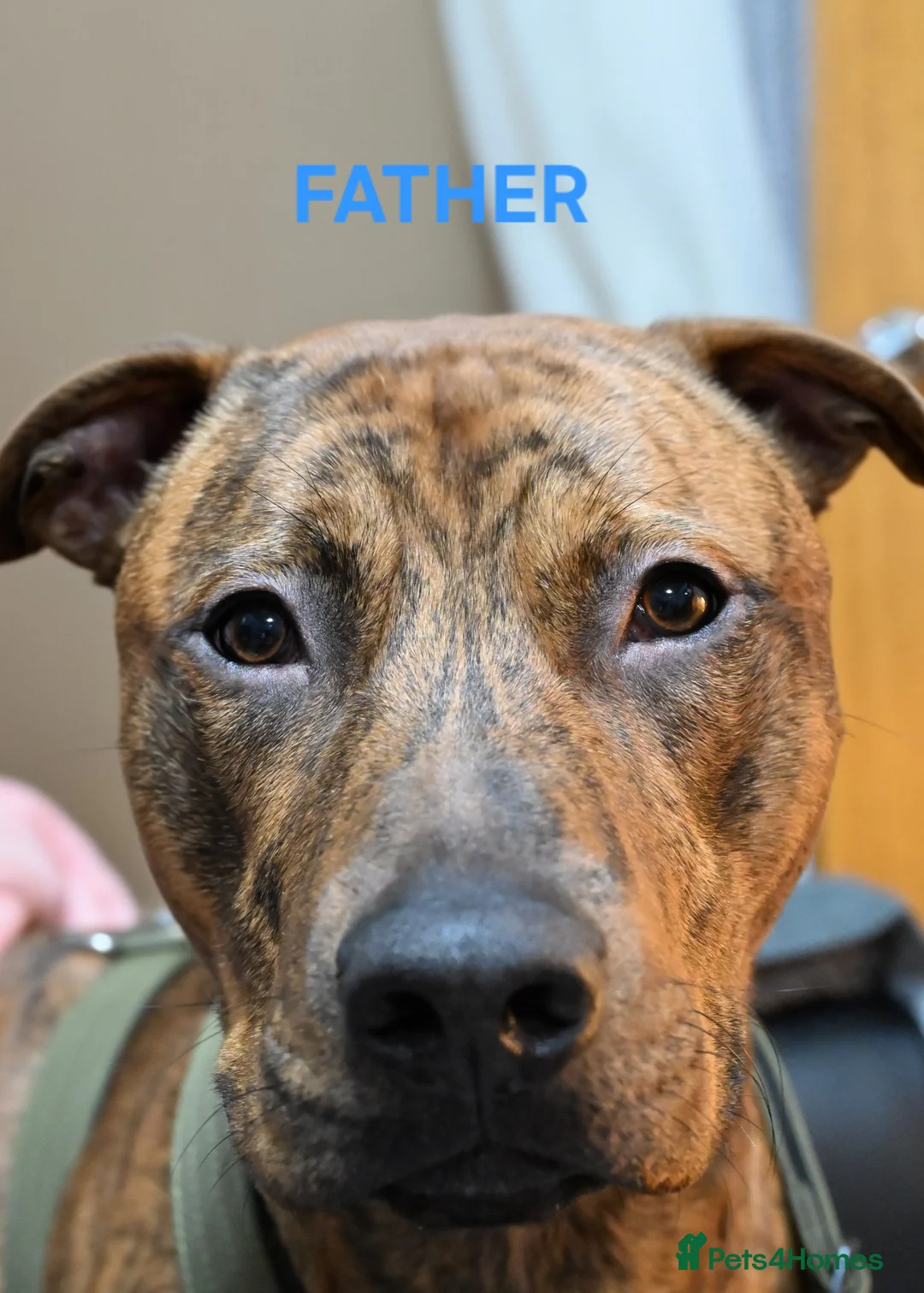 Mixed Breed dogs for sale: 5 Female Bull Lurcher Puppies for Sale - Advert 3