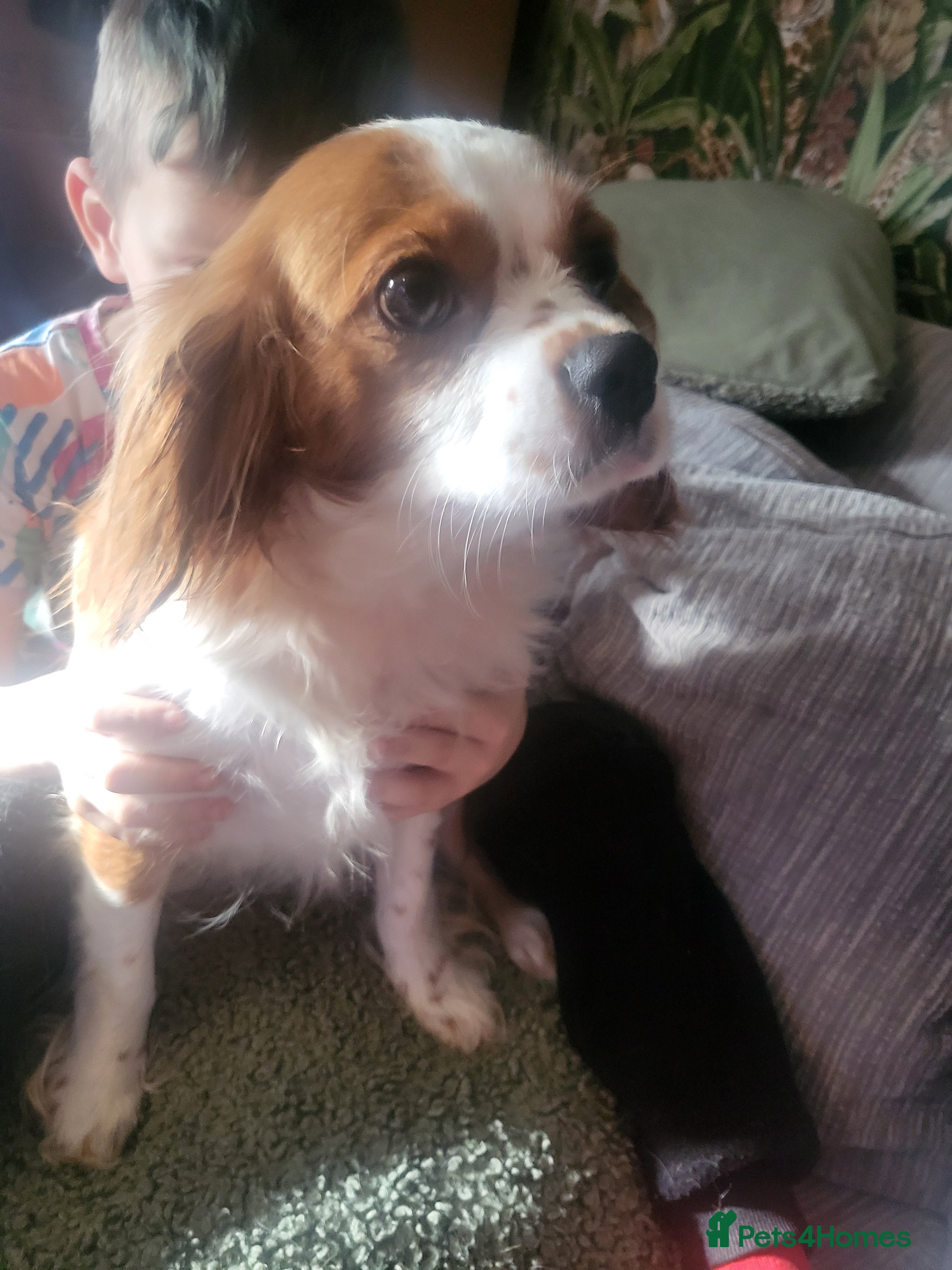 Cavalier King Charles Spaniel dogs Cavalier king charles spaniel puppys  - Advert 1