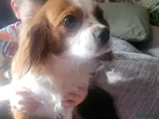 Cavalier King Charles Spaniel dogs Cavalier king charles spaniel puppys - Advert 1