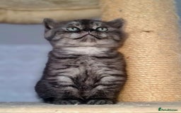Scottish Fold cats for sale: TICA registered females 😸😽🐱 - Image 3