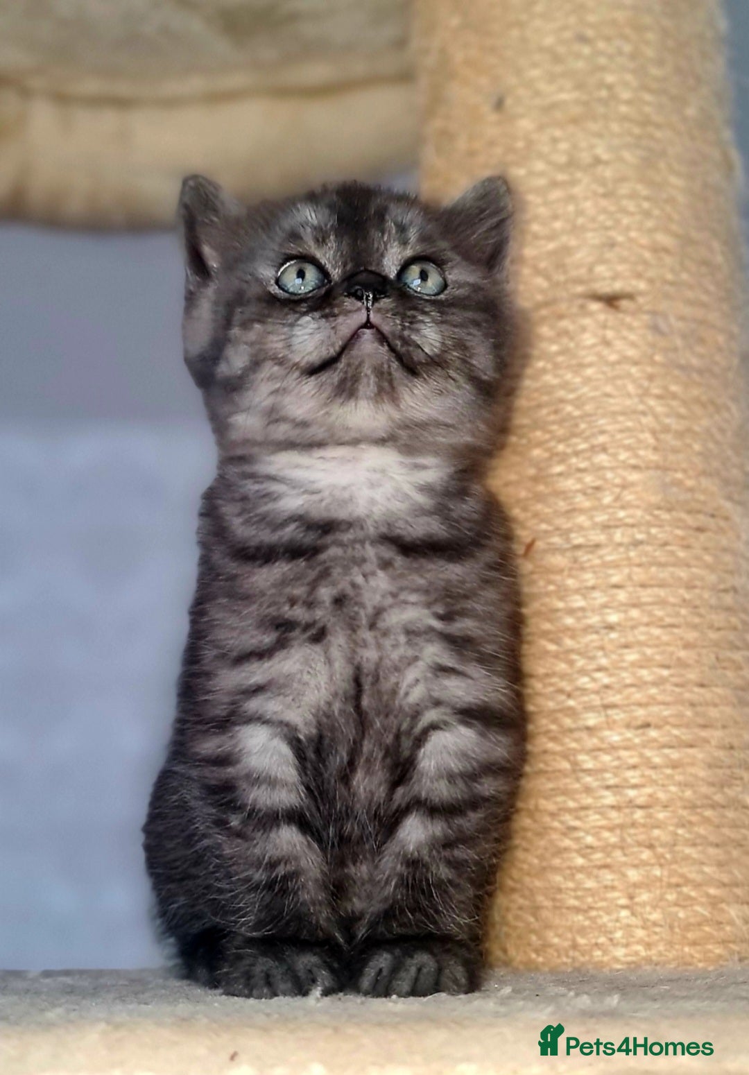 Scottish Fold cats for sale: TICA registered females 😸😽🐱 - Image 3