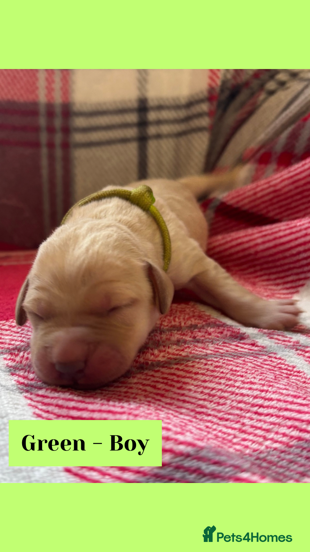 Goldador dogs for sale: Goldador puppies - Image 22