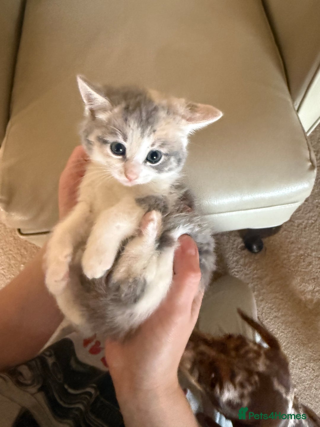 Ragdoll cats for sale: Part rag doll kittens  - Advert 7