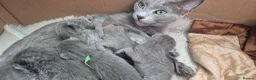 Russian Blue cats for sale: Pure Russian blue kittens 💙 🩵 😸  - Advert 1