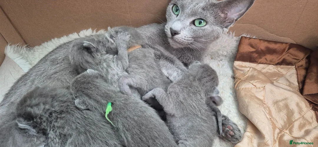 Russian Blue cats for sale: Pure Russian blue kittens 💙 🩵 😸  - Advert 1