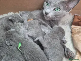 Russian Blue cats Pure Russian blue kittens 💙 🩵 😸 - Advert 1