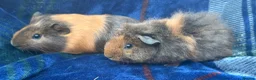 Guinea Pig rodents for sale: Boy piggy’s for sale  - Advert 4
