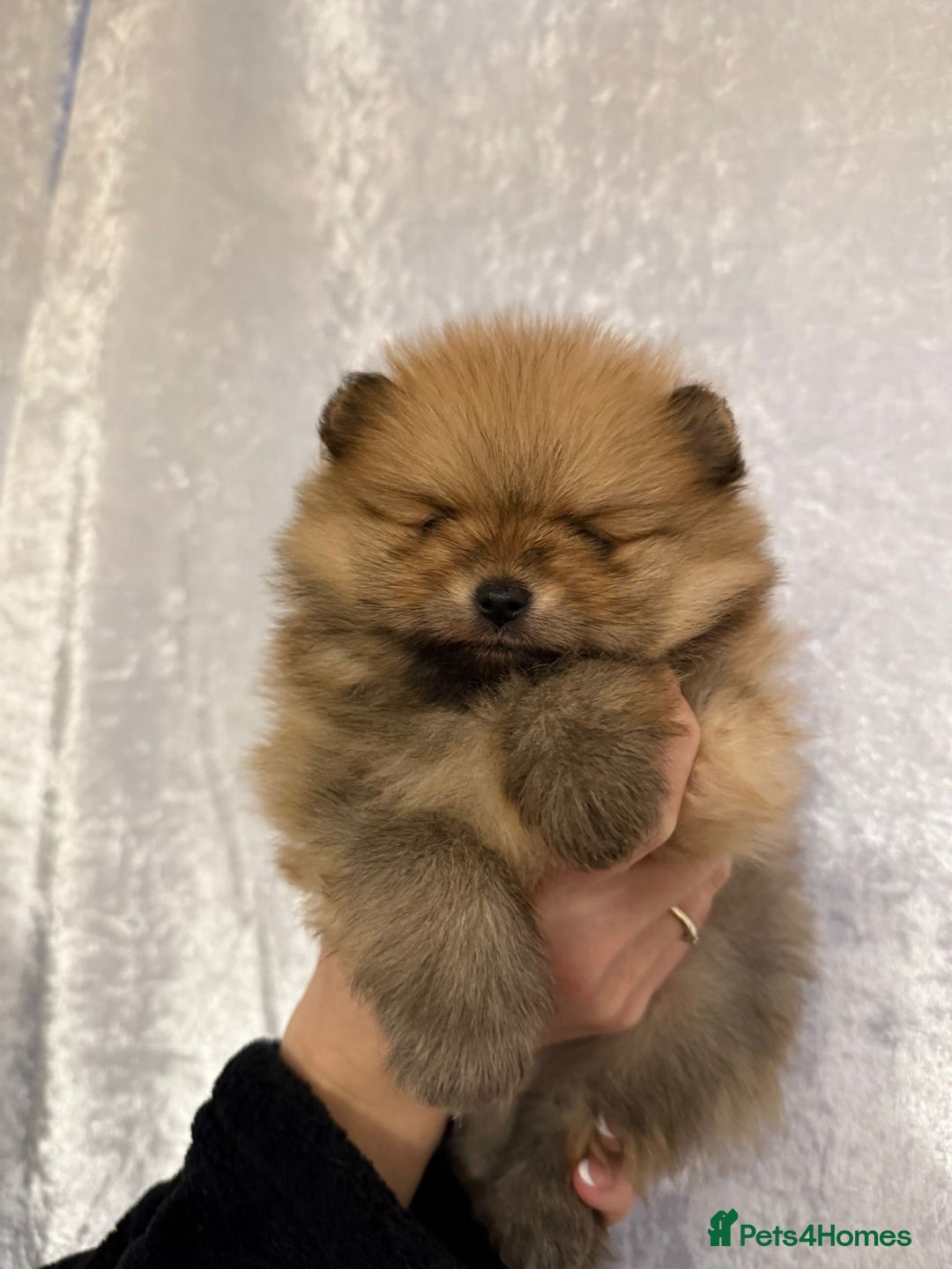 Pomeranian dogs for sale: Pomeranian puppies for sale .  - Advert 12