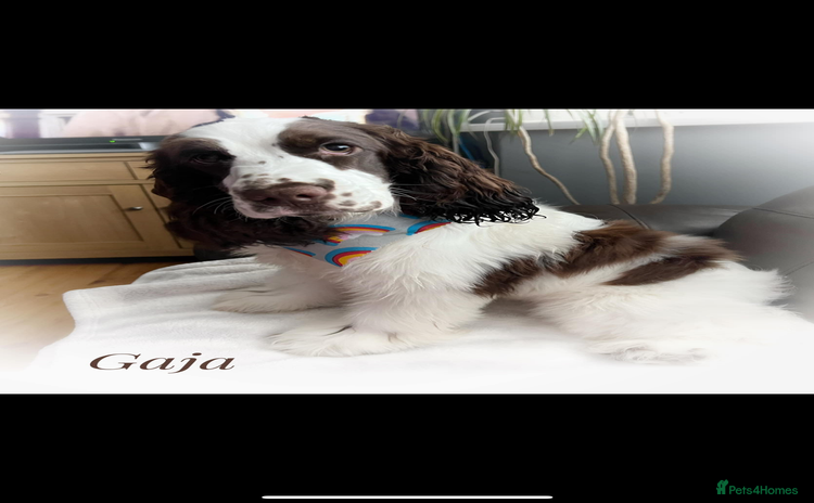 Cocker Spaniel dogs for sale - Advert 3