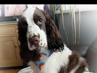 Cocker Spaniel dogs - Advert 4